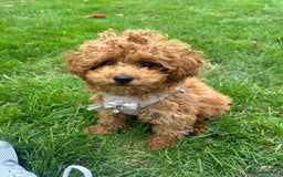 Toy Poodle dogs for sale: Tiny Toy Poodle - Image 2