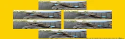 Cane Corso dogs for sale: Cane corso puppies in Mansfield - Advert 7