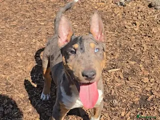 Miniature Bull terrier dogs Ash ( A Tri Merle miniature English bull terrier) - Advert 3