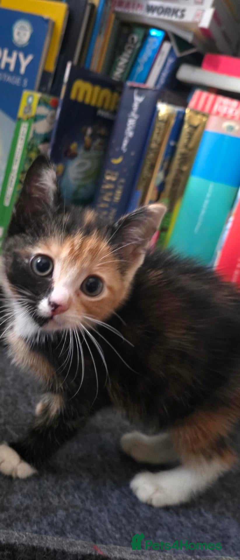 Mixed Breed cats Polydactyl calico  - Advert 6
