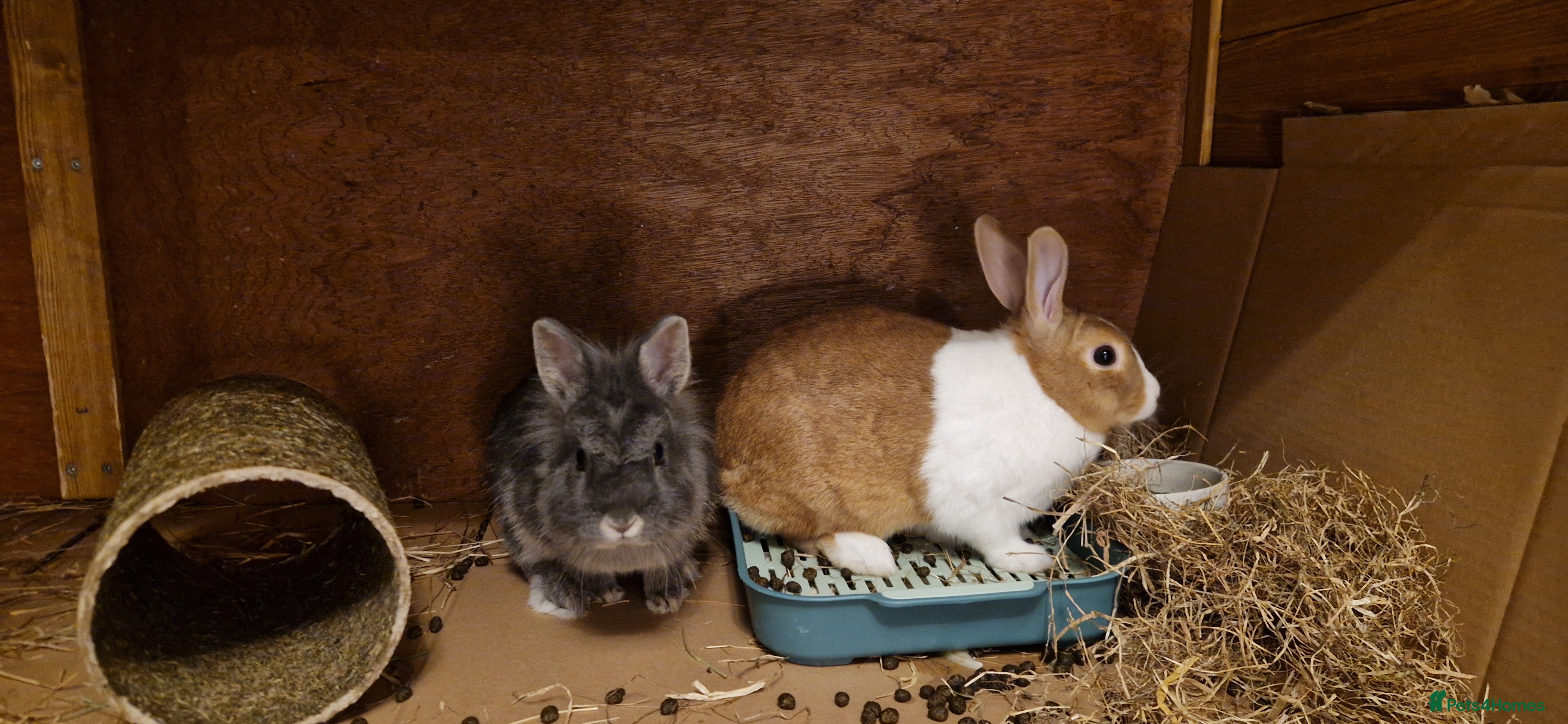 Lionhead rabbits Bonded Pair: 2 Female Rabbits + Hutch - Advert 6