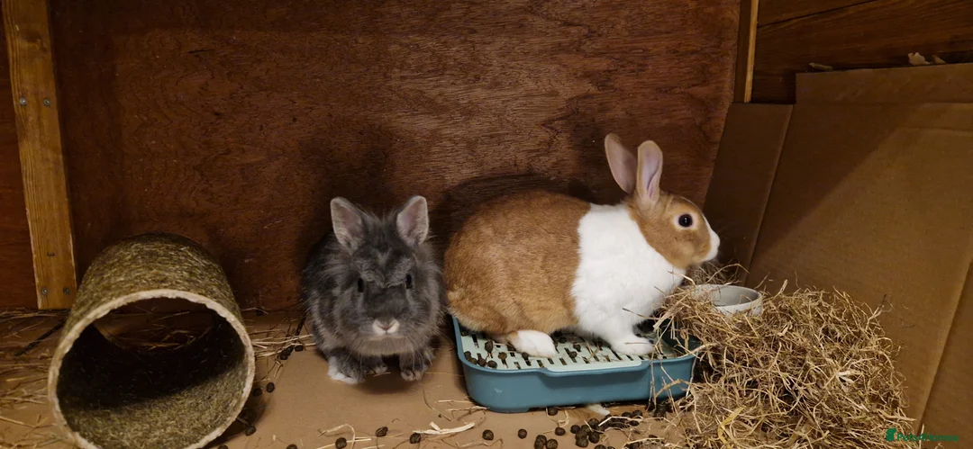 Lionhead rabbits for sale: Bonded Pair: 2 Female Rabbits + Hutch - Advert 1