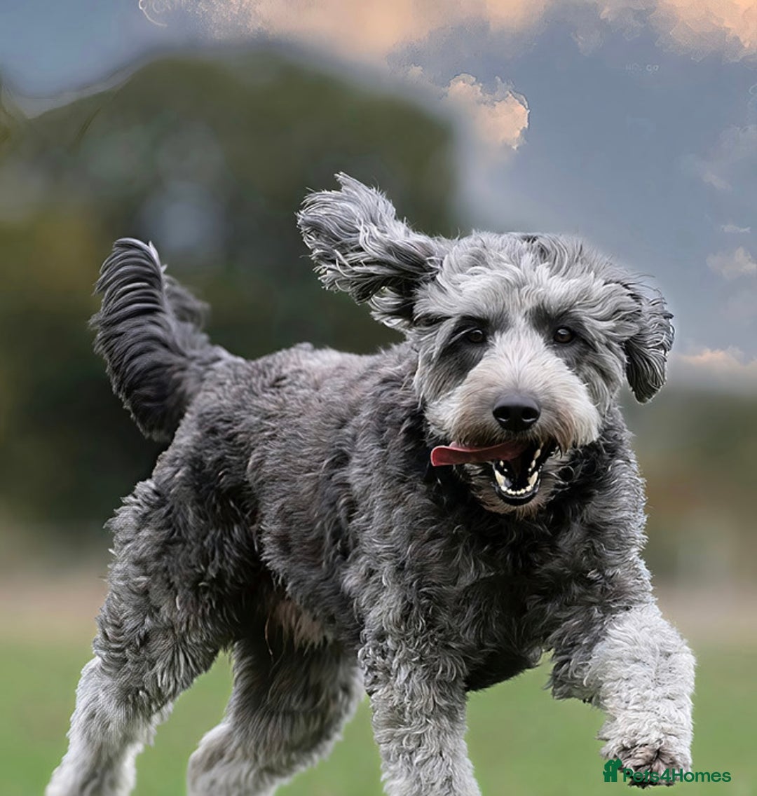 Australian Labradoodle dogs for sale: Australian labradoodles from Annetteslabradoodles  - Advert 8