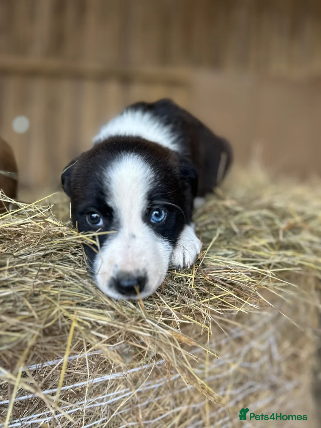Mixed Breed dogs for sale: Collie pups.  - Advert 2