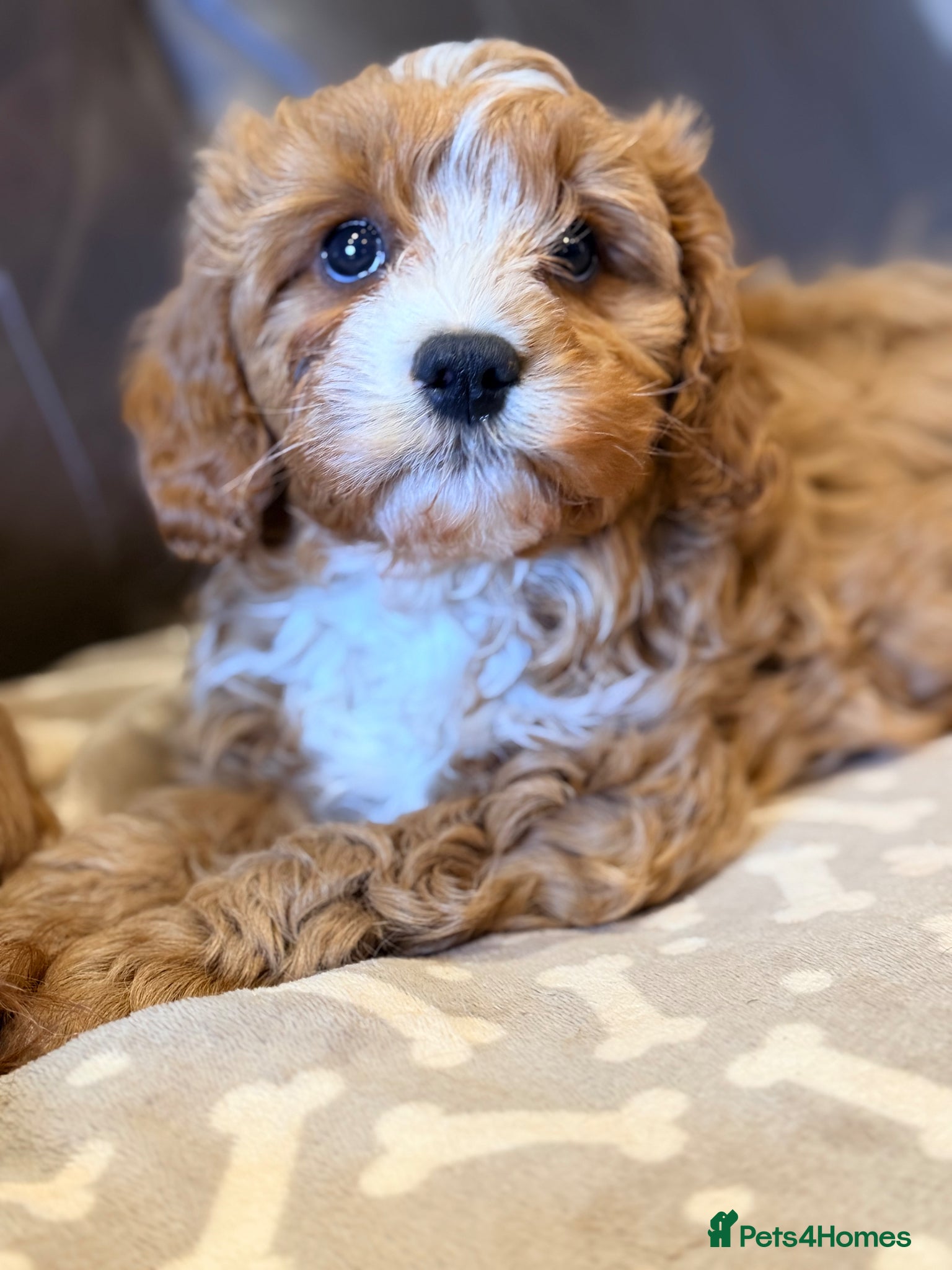Cavapoo dogs Health Tested F1 Red Male Cavapoo Puppies - Advert 1