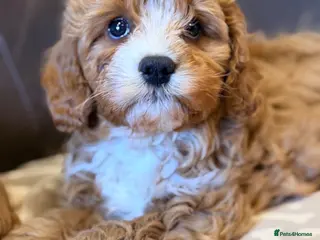 Cavapoo dogs for sale: Health Tested F1 Red Male Cavapoo Puppies - Advert 1