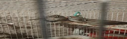 Finches birds for sale: Baby zebra finches  - Advert 4