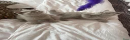 British Shorthair cats for sale: Lilac British shorthair gccf registered kittens  - Advert 8