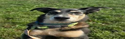 Mixed Breed dogs for adoption: TESS ❤️ - Advert 2