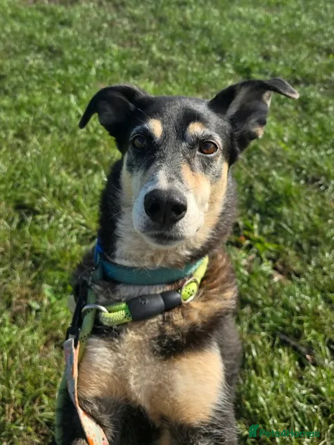Mixed Breed dogs for adoption: TESS ❤️ - Advert 2