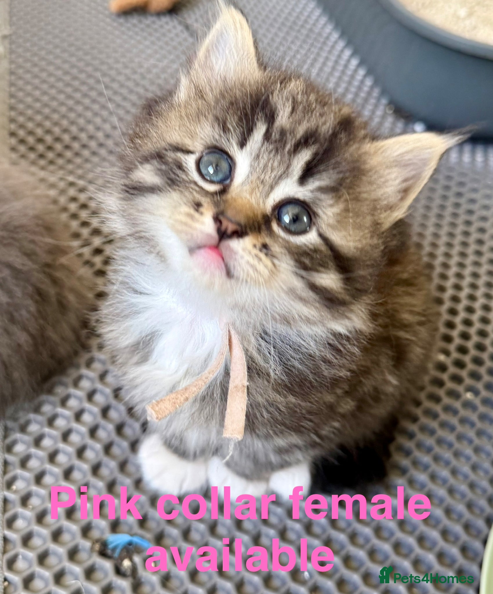 Siberian cats Really pretty Pedigree Siberian kittens - Advert 5