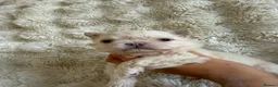 French Bulldog dogs for sale: Full fluffy French bulldogs  - Advert 11