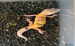 Leopard Gecko reptiles for sale: Leopard geckos cb25  - Image 5