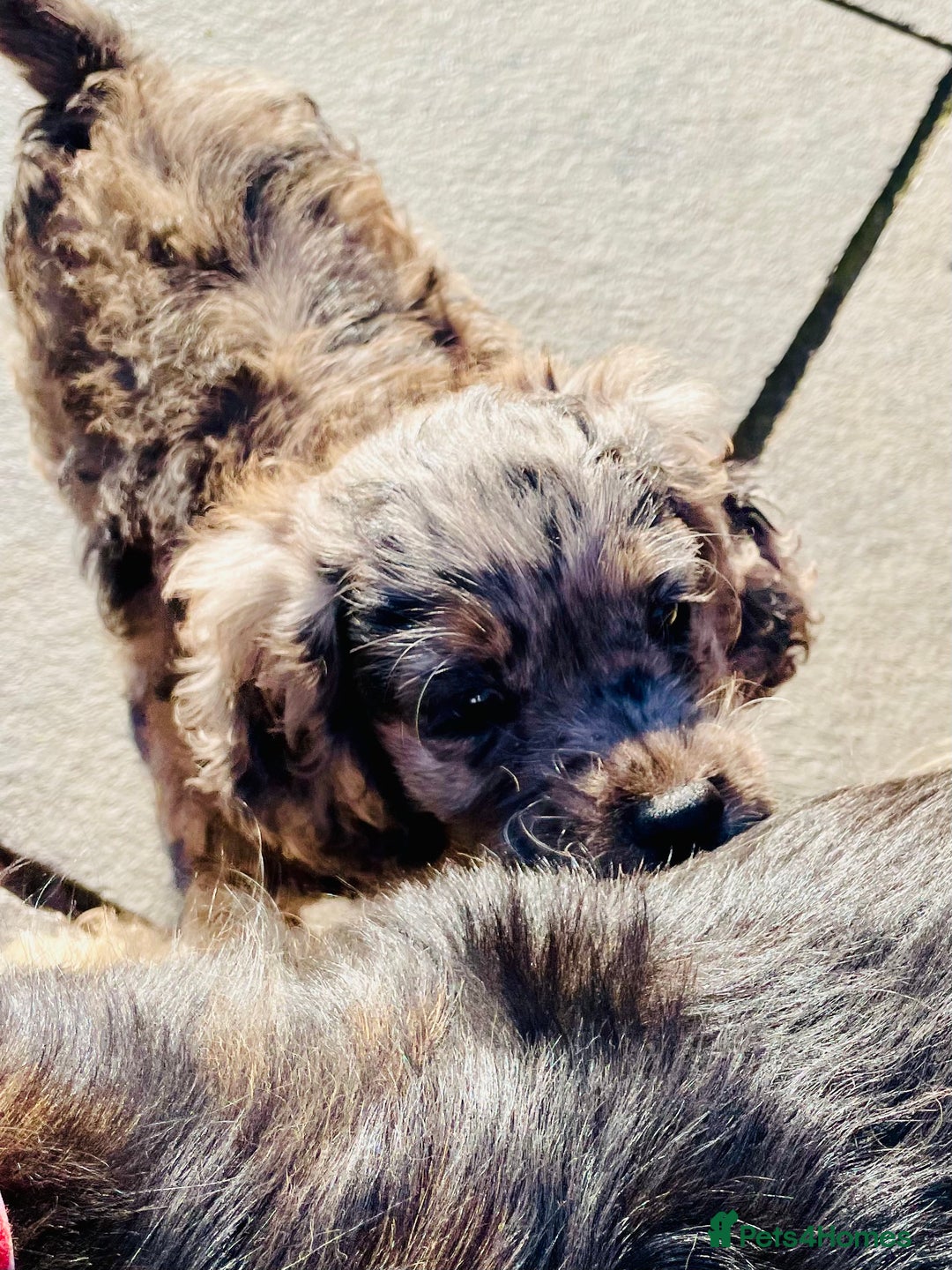 Cockapoo dogs for sale: Marble /tan cockerpoo - Image 6