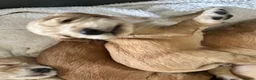 Mixed Breed dogs for sale: Gorgeous little show cocker/working cocker puppies - Advert 3