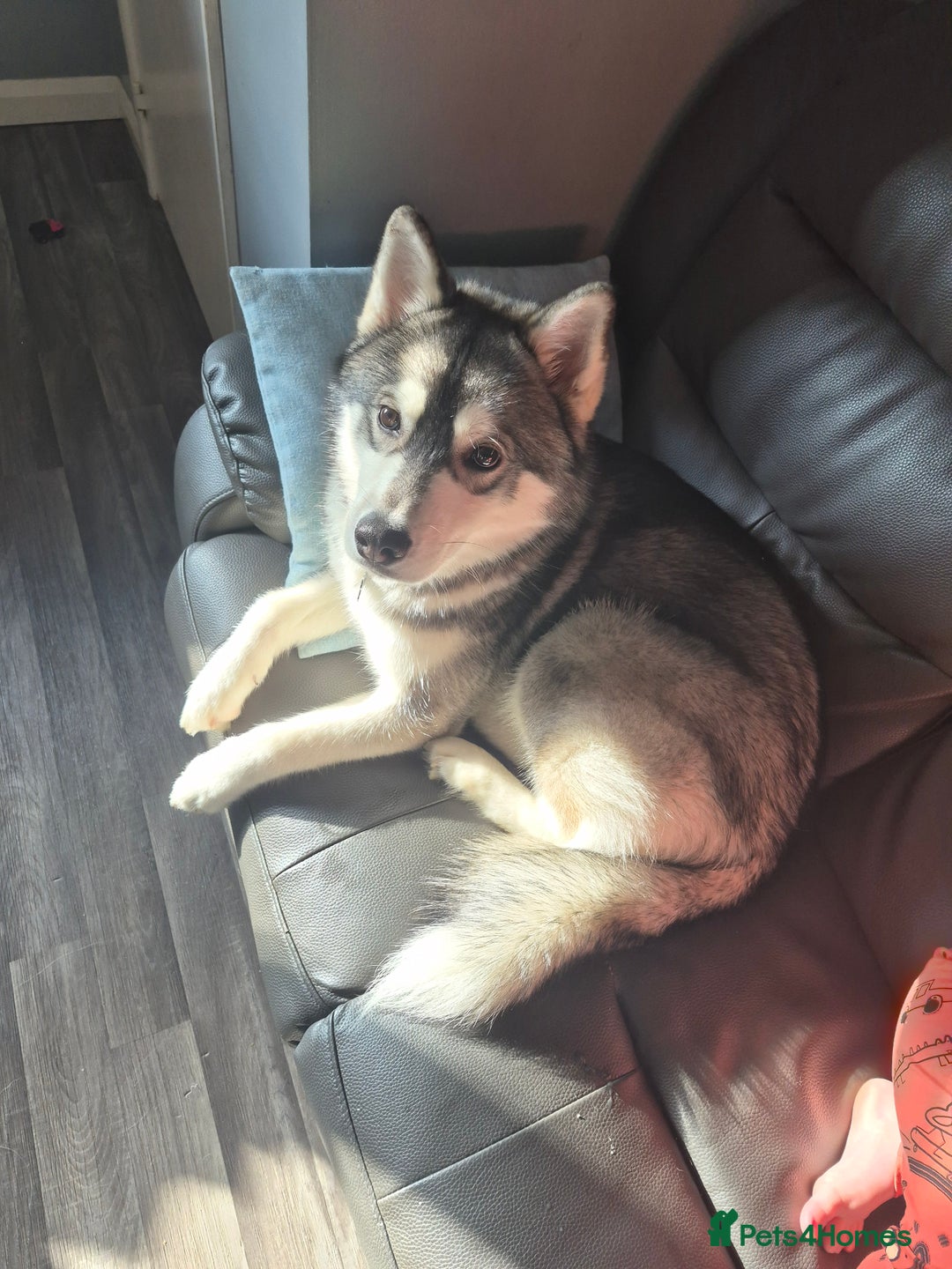Siberian Husky dogs for sale: 9 month old siberian husky - Advert 2