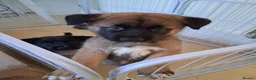 Akita dogs for sale: Akita cross female pups  - Advert 4