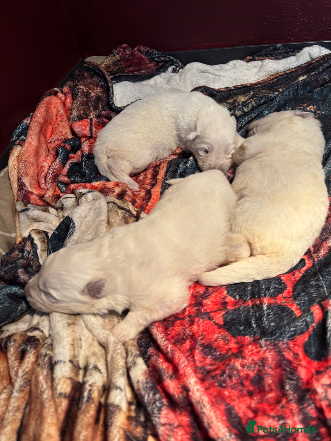 White Swiss Shepherd dogs for sale: Stunning White Swiss Shepherd pups - Advert 4