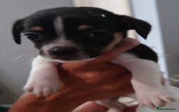 Mixed Breed dogs for sale: Shipoo x chihuahua ❤️ - Image 6