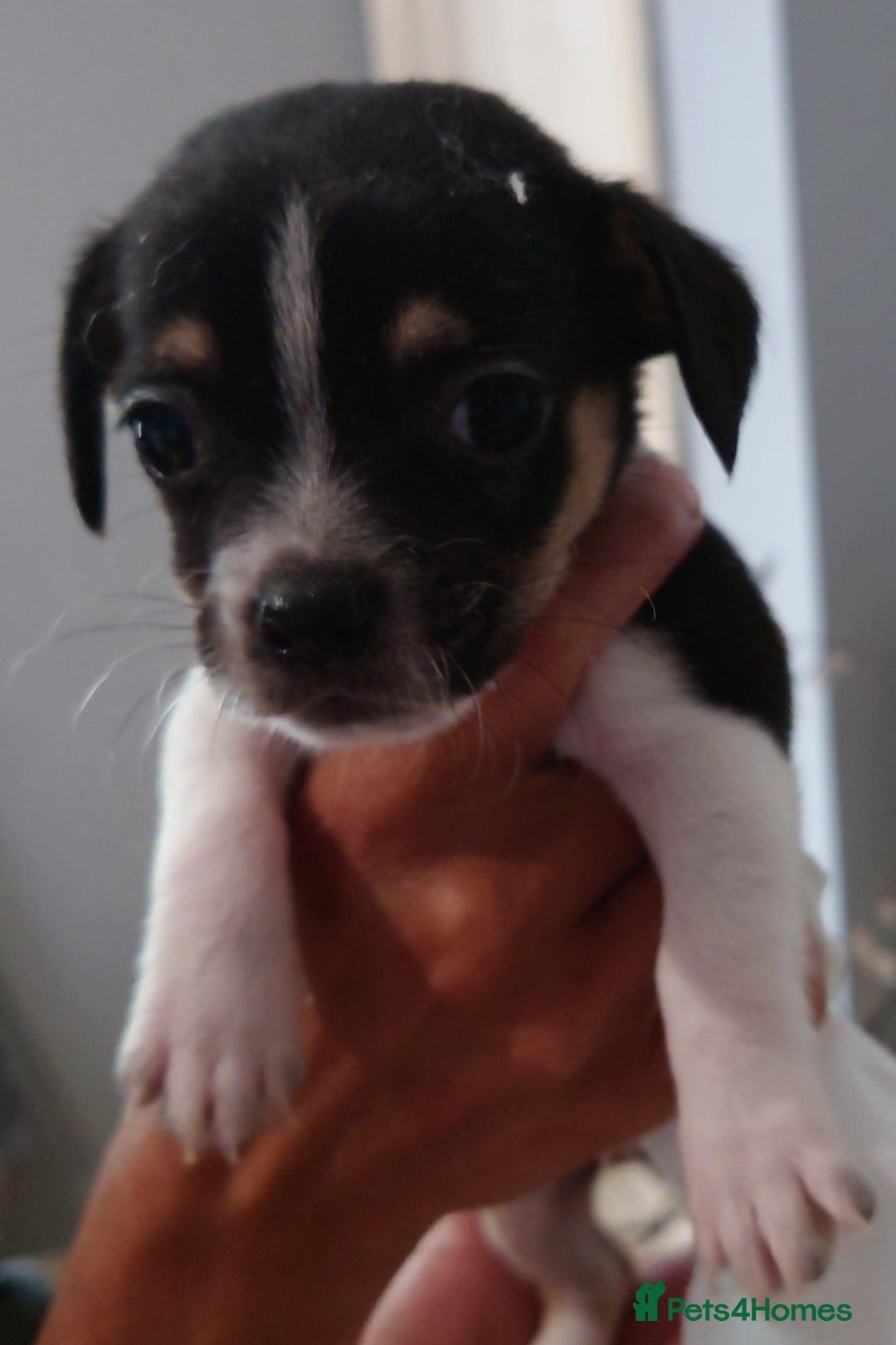 Mixed Breed dogs for sale: Shipoo x chihuahua ❤️ - Image 6