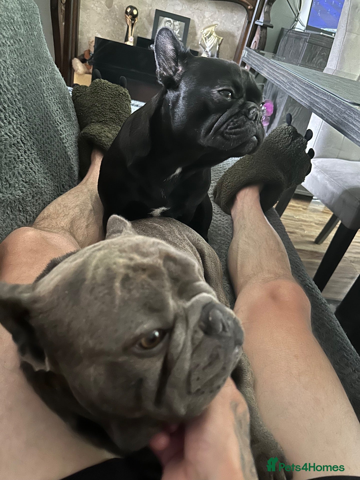 French Bulldog dogs French Bulldog puppies! - Advert 1