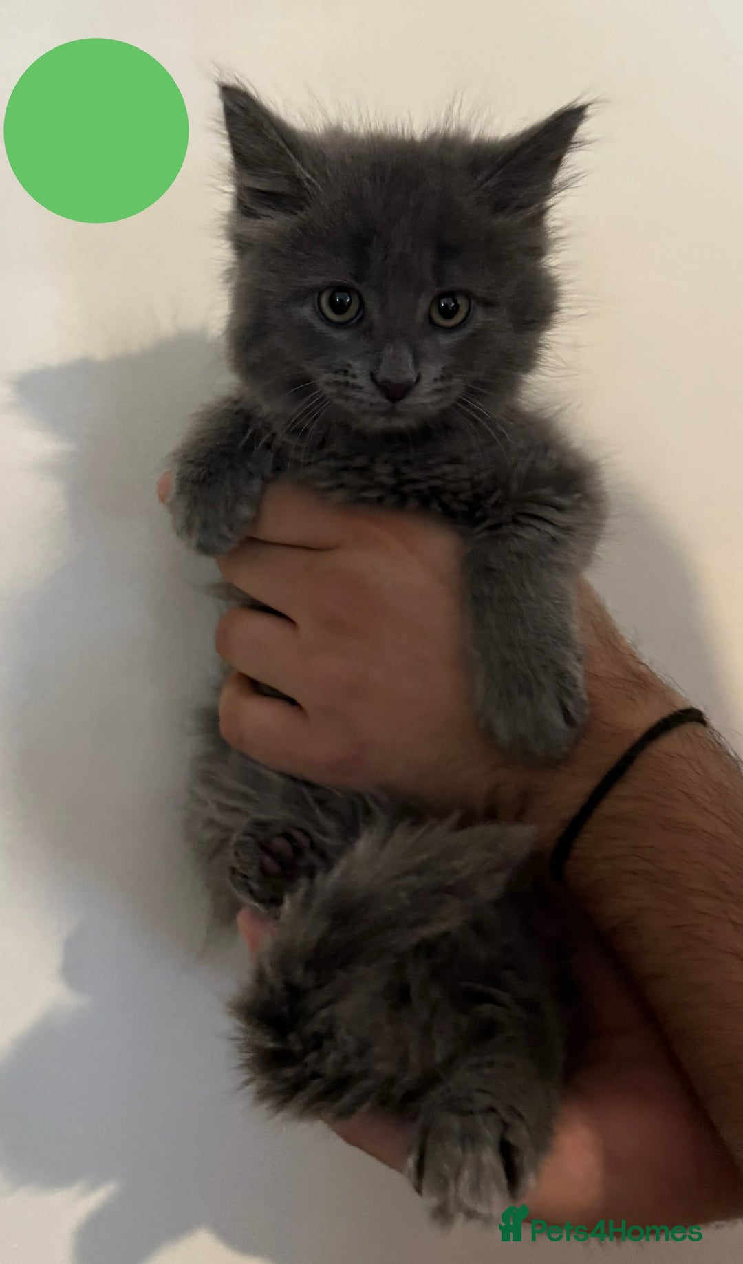 Mixed Breed cats for sale: Five beautiful Siberian/Maine Coon kittens - Image 2