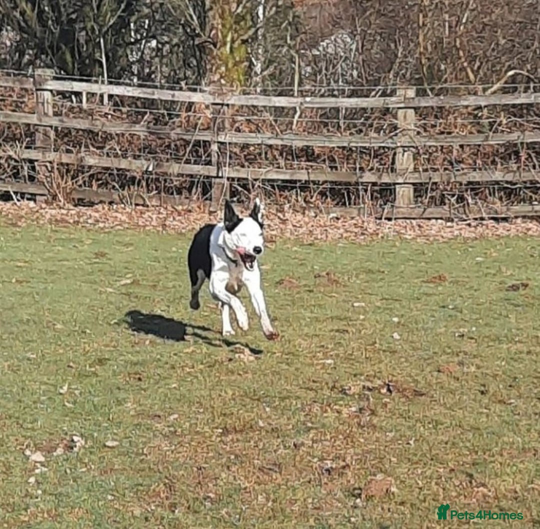 Border Collie dogs for stud: For stud only in Blackwood - Advert 11