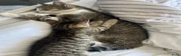 Mixed Breed cats for sale: Baby bow - Advert 1