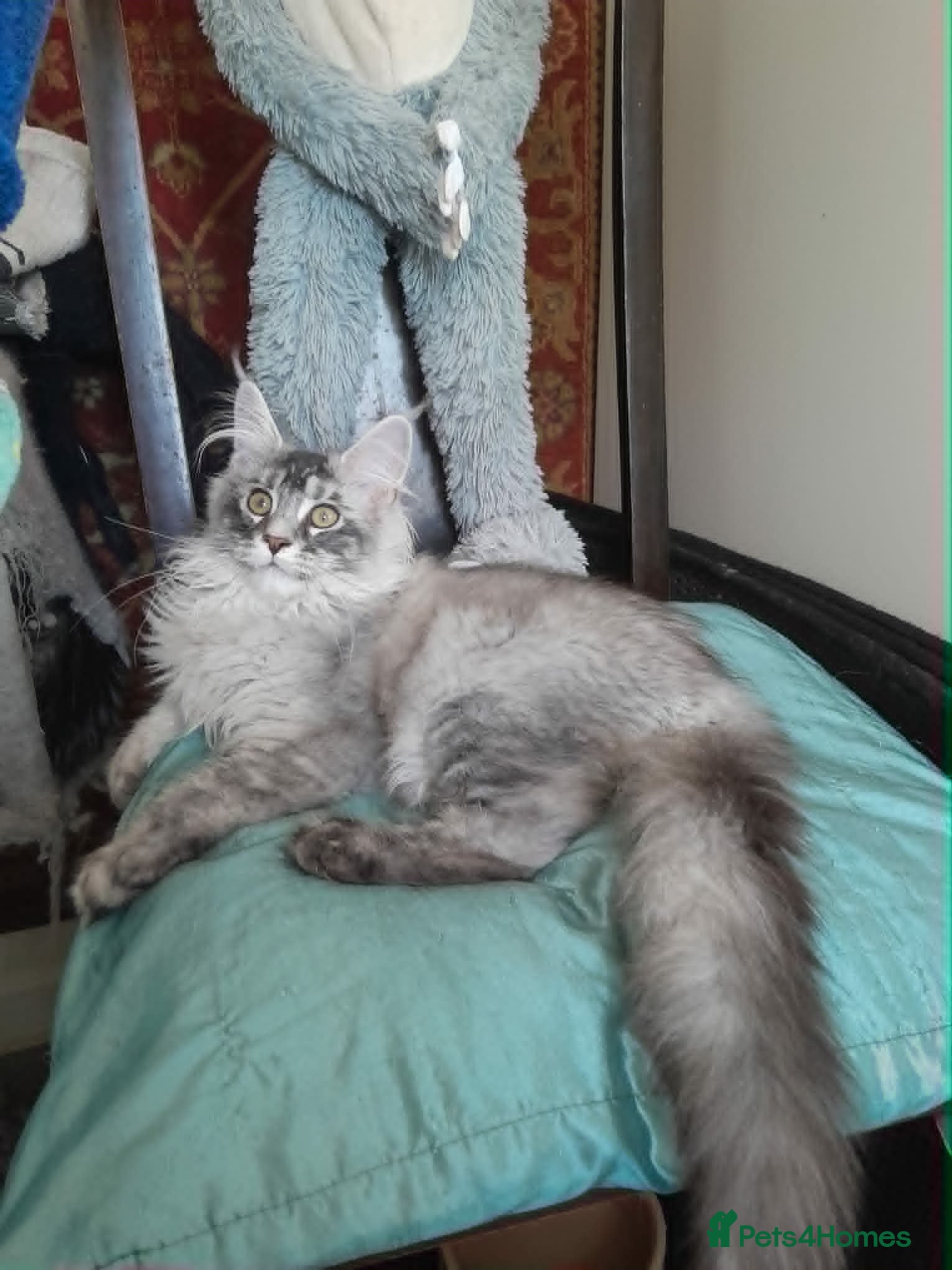 Maine Coon cats black smoke/polydactyl maine coonTICA kittens - Advert 2