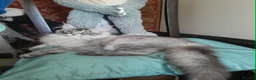 Maine Coon cats for sale: black smoke/polydactyl maine coonTICA kittens - Advert 18