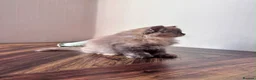 British Shorthair cats for sale: ✨Exceptional British Shorthair & Longhair Kittens✨ - Advert 27