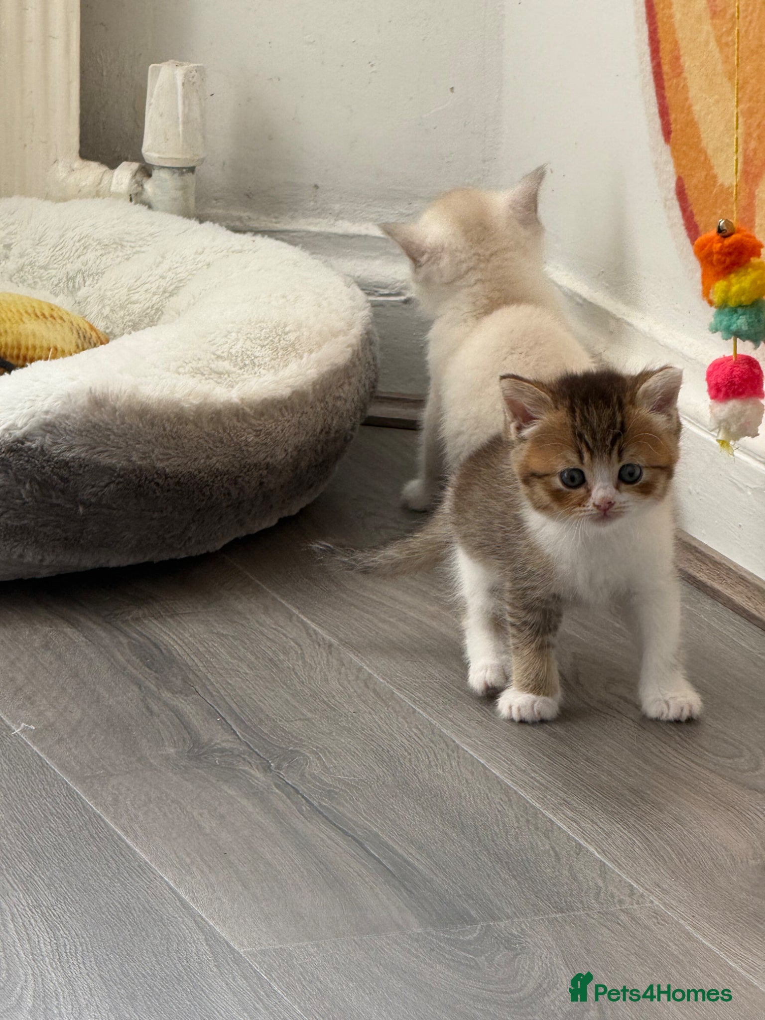 British Shorthair cats for sale: British Shorthair kittens - Advert 9
