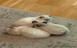 Ragdoll cats for sale: Beautiful Ragdoll Kittens for sale - Advert 3