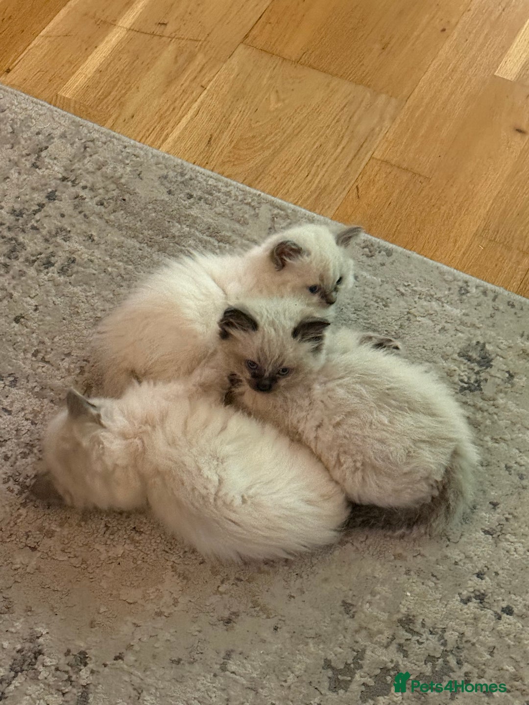 Ragdoll cats for sale: Beautiful Ragdoll Kittens for sale - Advert 3