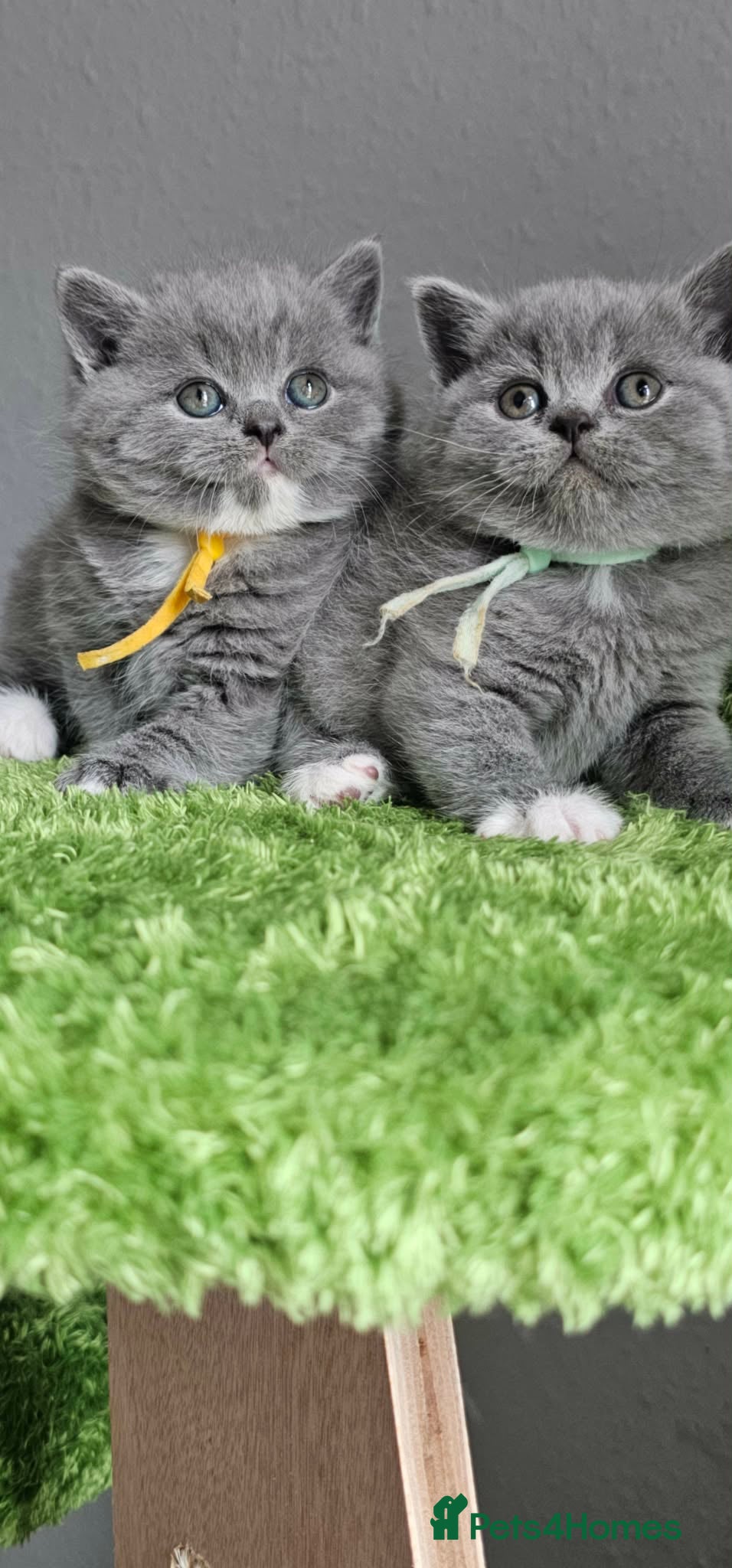 British Shorthair cats British Shorthair Kittens Champion Bloodline GCCF - Advert 1