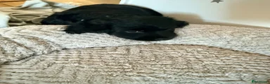 Mixed Breed 1