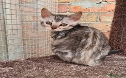 Bengal cats for sale: Female and male Bengal kittens - Advert 20
