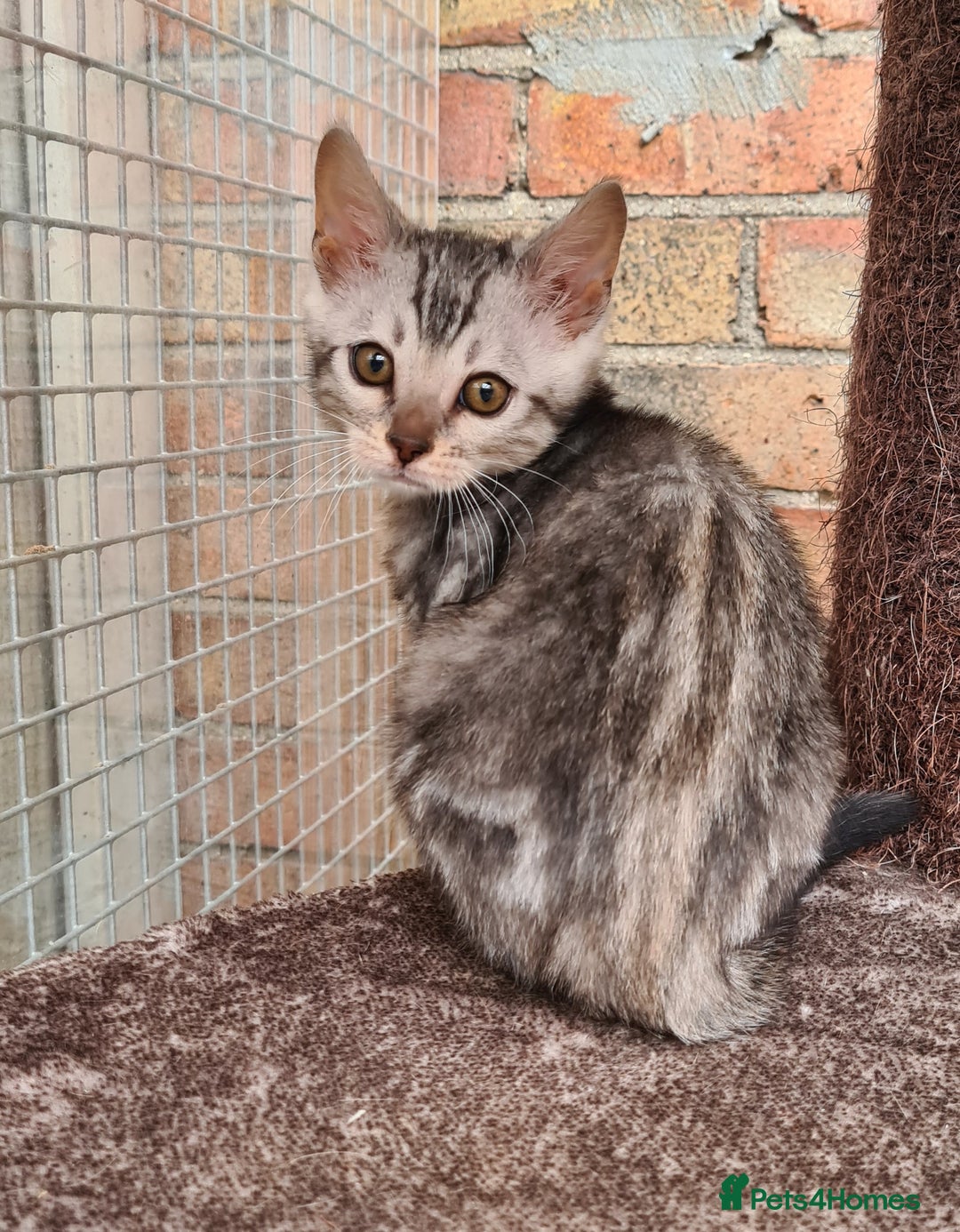 Bengal cats for sale: Female and male Bengal kittens - Advert 20