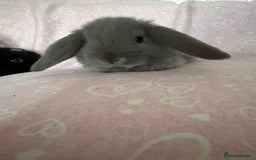 Mini Lop rabbits for sale: Beautiful little mini lop baby bunny rabbits  - Advert 20