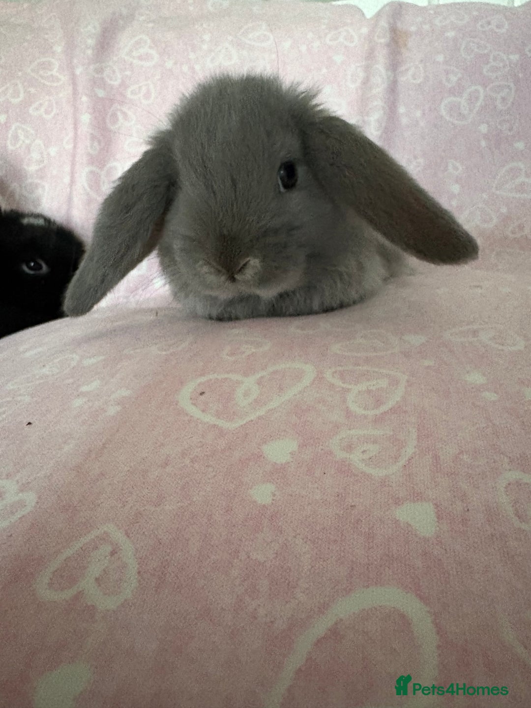 Mini Lop rabbits for sale: Beautiful little mini lop baby bunny rabbits  - Advert 20