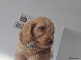 Cockapoo dogs - Advert 1