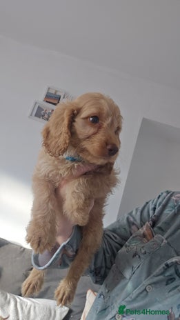 Cockapoo dogs - Advert 2