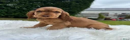 Cocker Spaniel dogs for sale: Health rested, KC reg show Cocker Spaniels in Ystrad Meurig - Advert 4