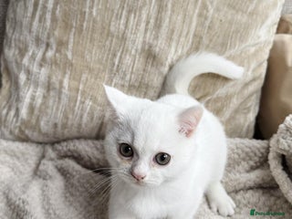 British Shorthair cats - Advert 17