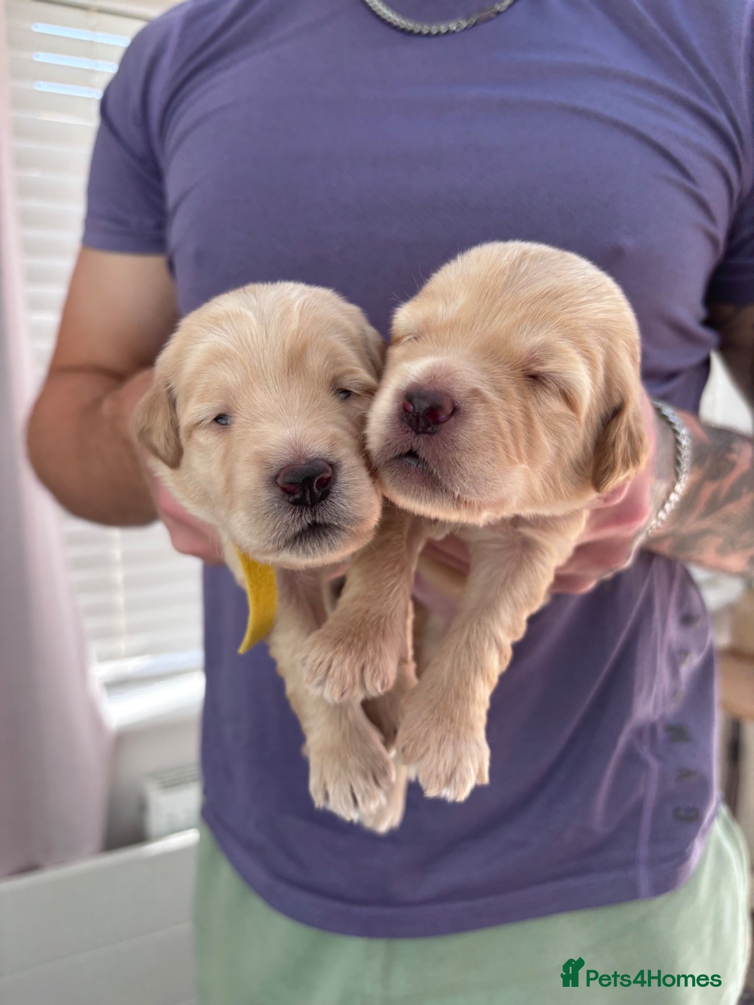 Mixed Breed dogs Gorgeous Ultimate Doodles - Advert 2