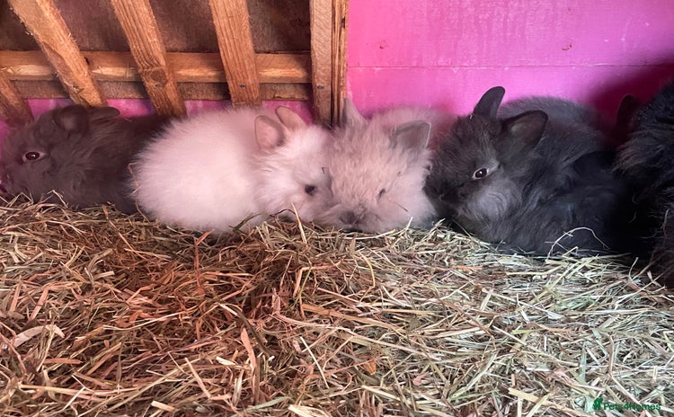 Lionhead rabbits - Advert 8