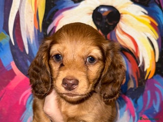 Miniature Dachshund dogs 💚🧡Stunning KC Longhaired Mini Dachshunds💚🧡 - Advert 17