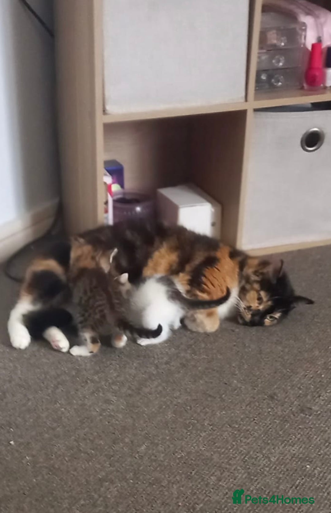 Mixed Breed cats for sale: 3 kitties for sale  - Image 11