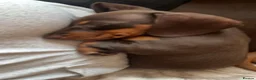 Dachshund dogs for sale: Choclate tri dashund full size  - Advert 6