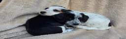 Cocker Spaniel dogs for sale: Beautiful litter of unusual colour Cocker spaniel  - Advert 19